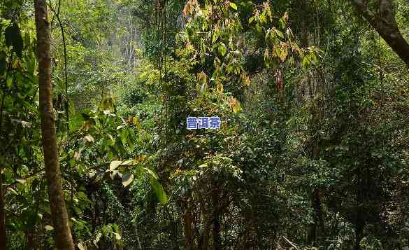 云南百花山普洱茶：百花岭与百花潭的味道探索