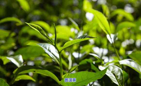 阿索普洱茶图片大全高清-阿索普洱茶图片大全高清大图