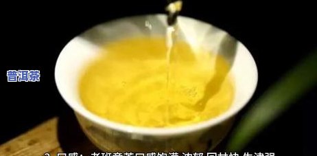 冰岛古树和老班章，探秘冰岛古树与老班章：两种独特的茶文化体验