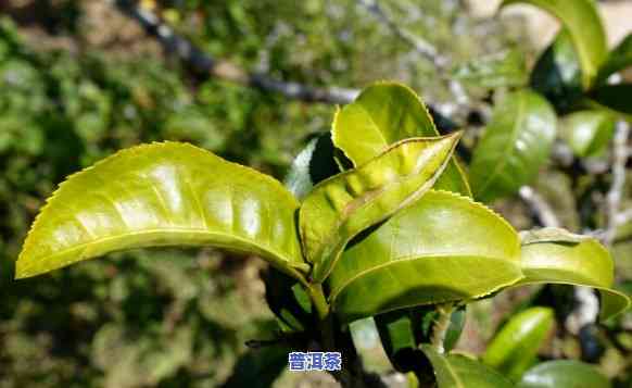 探究冰岛古树茶与老班章古树茶的差异：从口感、产地到历史的全面对比