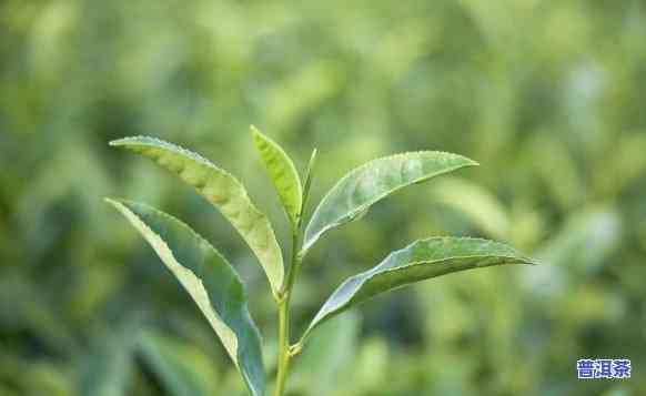 普洱茶在北方怎么养植好呢，北方养殖普洱茶的技巧与方法