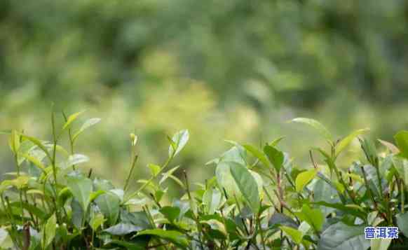 普洱茶在北方怎么养植好呢，北方养殖普洱茶的技巧与方法