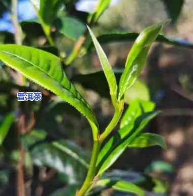 普洱茶的水路，探索普洱茶的魅力：解读其特别的水路特性