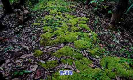 千年普洱茶多少钱一斤，探究千年普洱茶的价格：一斤要多少钱？