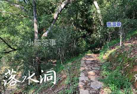 普洱茶的原料是哪种茶类-普洱茶的原料是哪种茶类的