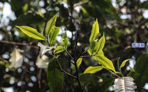 普洱大叶茶的好处与功效：优点与风险全解析