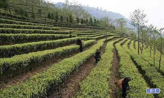 普洱大叶茶图片，探索云南特色：欣赏普洱大叶茶的美丽图片