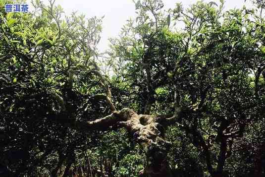 荔枝园普洱茶口感怎样样-荔枝园普洱茶口感怎样样啊