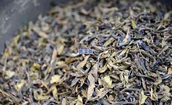 普洱茶的原料：哪种茶更适合制作？