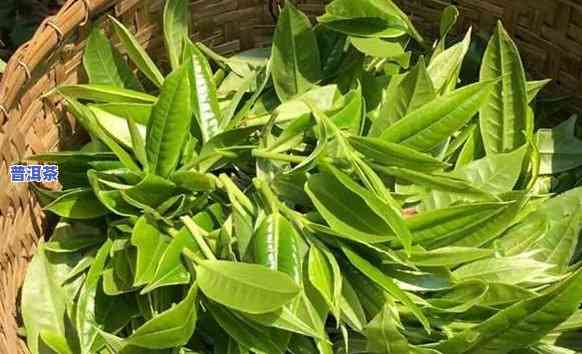 普洱茶的原料是哪种茶好-普洱茶的原料是哪种茶好喝