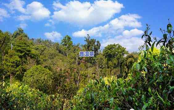 老班章山头，探秘老班章：走进云南普洱茶的黄金产区