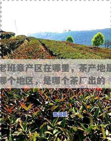 老班章属于哪个茶区，探寻茶源：揭秘“老班章”所属的茶区