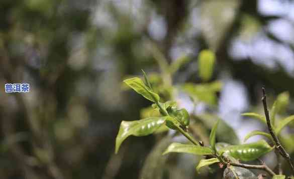 普洱很香是不是添加了香精？探讨普洱茶香气来源