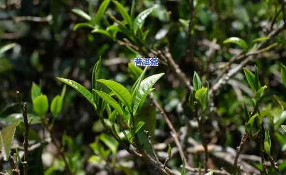 老班章布朗山冰岛，探秘云南茶马古道：老班章、布朗山与冰岛的茶香之旅