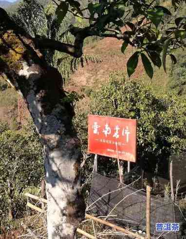 老班章布朗山冰岛，探秘云南茶马古道：老班章、布朗山与冰岛的茶香之旅