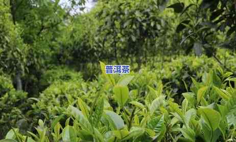 原生普洱茶临沧价格，【正宗云南大叶种】古树原生普洱茶饼临沧厂家直销的价格是多少