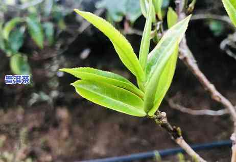 普洱茶国内市场需求与销售现状分析