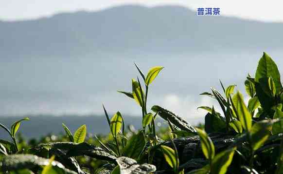 普洱茶产地气候特征介绍-普洱茶产地气候特征介绍图