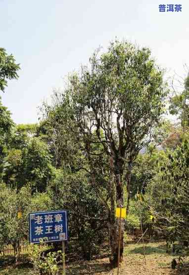 云南老班章村茶基地-云南老班章茶产地在哪里