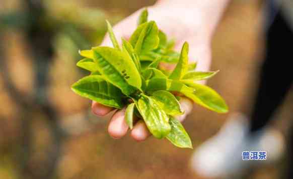 老班章茶树多少年，探秘老班章茶树：历史悠久的茶叶品种