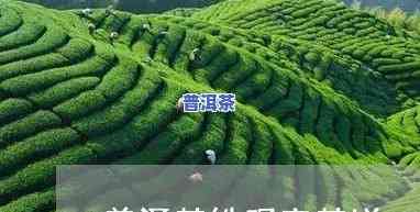 铁戈普洱茶评测结果分析-铁戈普洱茶评测结果分析