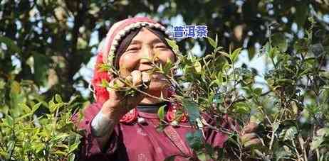 古代有无普洱茶及其销售情况探讨