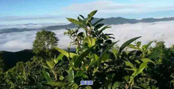 云南曼岗普洱茶：产地介绍与单株特色