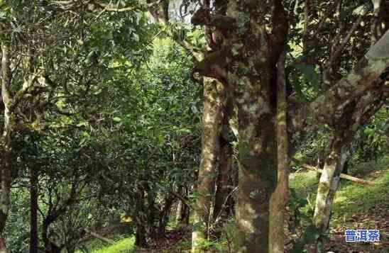 曼岗普洱茶产地哪里更好-曼岗普洱茶产地哪里更好喝