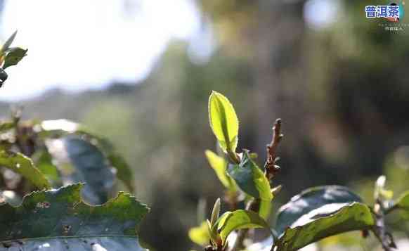 探寻老班章：那座孕育优质普洱茶的古老山峦