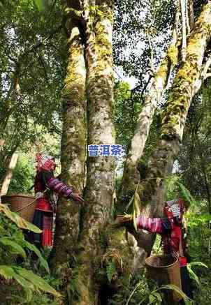 老班章茶区有哪些山头，探寻老班章茶区的神秘山头