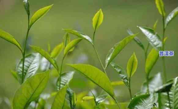 普洱茶泡出后是绿色的吗-普洱茶泡出后是绿色的吗能喝吗