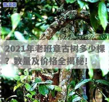 2021年老班章古树茶最新价格，揭秘2021年老班章古树茶市场价格，最新行情在这里！