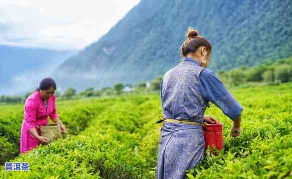   茶叶，品味高原风情，尝试  茶叶！