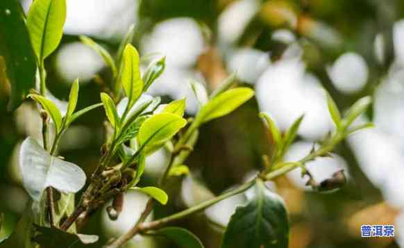 老班章茶树图片，探索古老韵味：老班章茶树的美丽图片