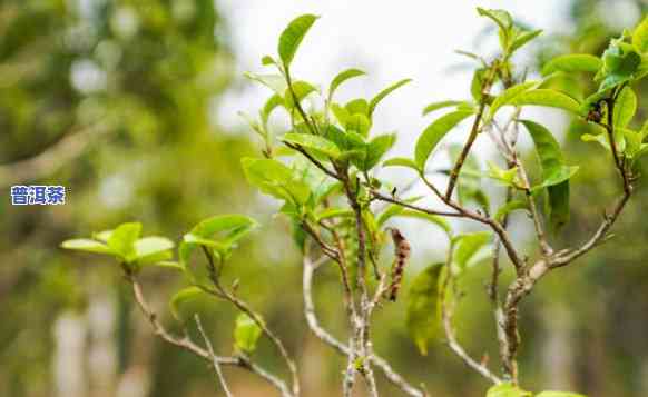 老班章茶树品种介绍-老班章茶树有几个品种