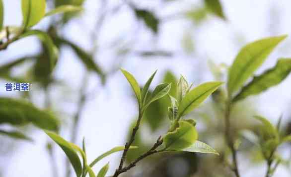 老班章乔木古树普洱茶，品味历史与自然：探索老班章乔木古树普洱茶的魅力