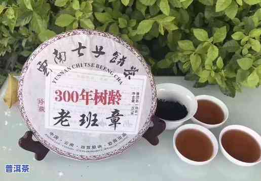 300年树龄老班章，探寻古老韵味：300年树龄的老班章普洱茶的魅力