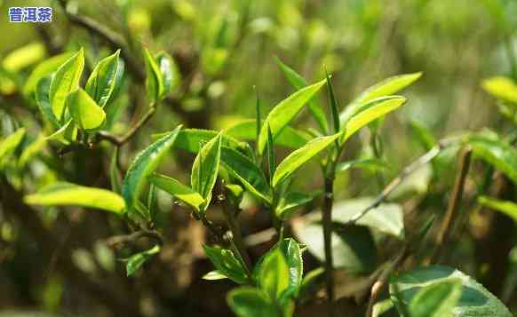 普洱茶的地位，探析普洱茶在茶叶界的地位与作用力