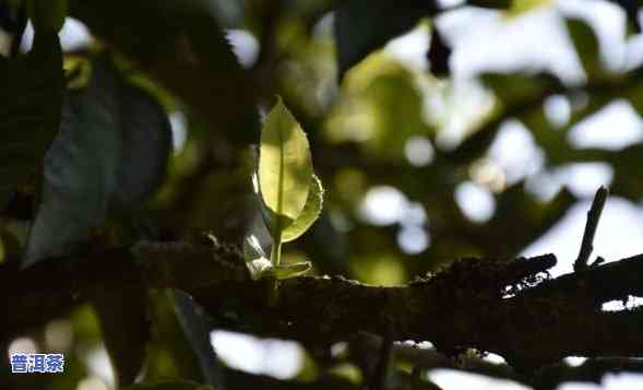 普洱茶古树推荐哪种茶叶-普洱茶古树推荐哪种茶叶好