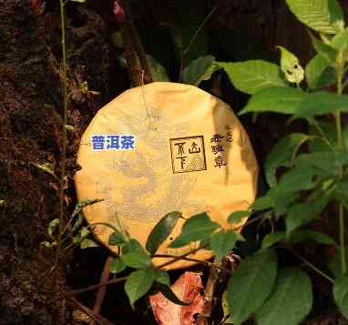 雨林老班章图片大全高清，探索神秘的热带天堂：高清雨林老班章图片大全