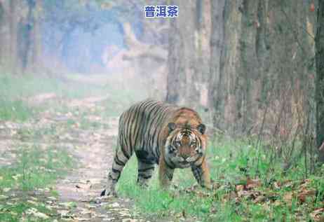 普洱茶科普价格多少一斤-普洱茶科普价格多少一斤啊