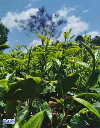 普洱茶哪里的最出名，探寻普洱茶的起源地：哪里的普洱茶最出名？