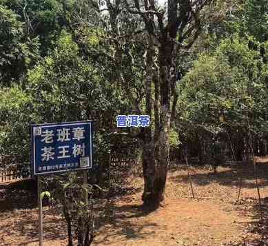 老班章布朗山，探秘云南普洱：老班章布朗山的茶文化之旅