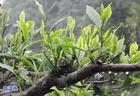 老班章易武冰岛昔归,各个山头的茶有什么特色，品味名茶：探究老班章、易武、冰岛和昔归等各山头茶叶的特别风味