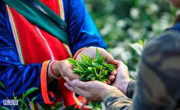 普洱茶的五个老祖宗：探寻其历史与文化根源