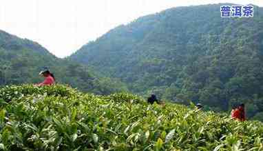 普洱茶更好的是什么茶？探讨其品种与