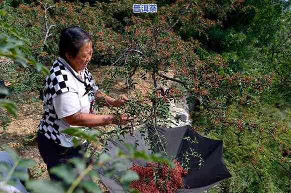 花椒普洱茶适合女性饮用吗？口感怎样？