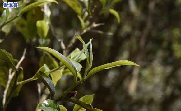 深入解析：老班章茶香气与口感的特别特点