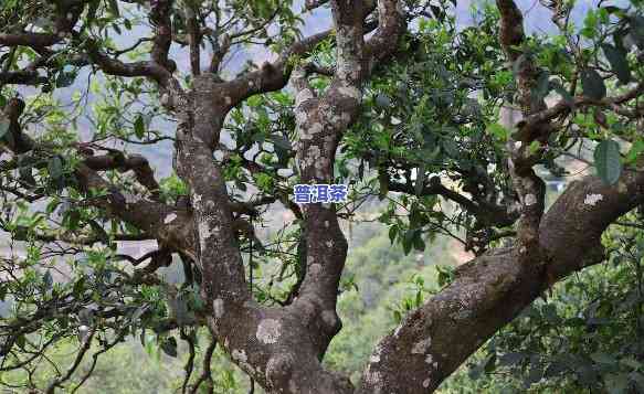 南迫古树普洱茶特点，探秘南迫古树普洱茶的独特魅力与特点