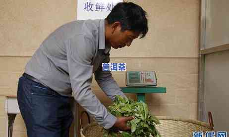 布朗山老班章普洱茶价格及2012年357克售价